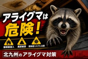 北九州のアライグマ駆除｜屋根裏侵入・糞尿被害に注意