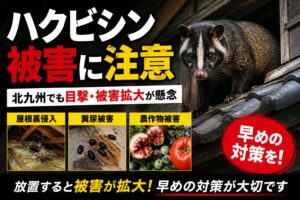 北九州のハクビシン駆除｜屋根裏・糞尿被害に注意
