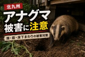 北九州のアナグマ駆除｜畑・庭・床下被害に注意