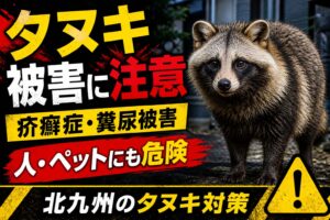 北九州のタヌキ駆除｜疥癬症・ペット感染に注意