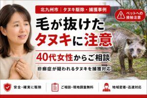 北九州のタヌキ駆除事例｜疥癬症とペット感染に注意