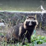 【糞害】北九州でタヌキを駆除するならプロに依頼すべき理由