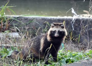 【糞害】北九州でタヌキを駆除するならプロに依頼すべき理由