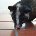 北九州市でハクビシンに悩まされている方へ！駆除のプロが徹底解説