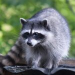 アライグマ駆除 北九州 安く済ませたい人のための業者選び