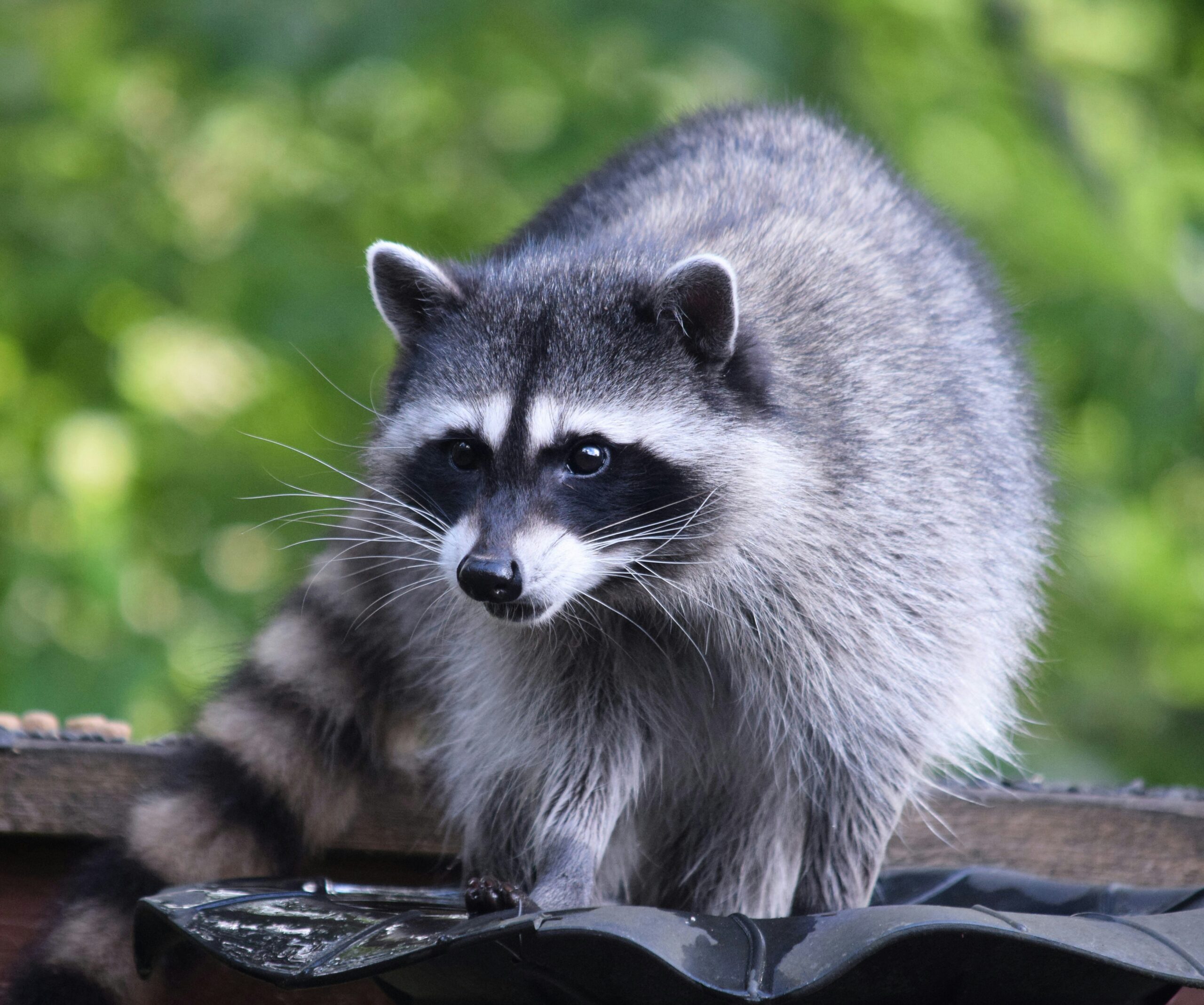 アライグマ駆除 北九州 安く済ませたい人のための業者選び
