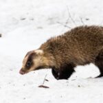 アナグマ駆除で地域に貢献　北九州の住民の安心安全をサポート