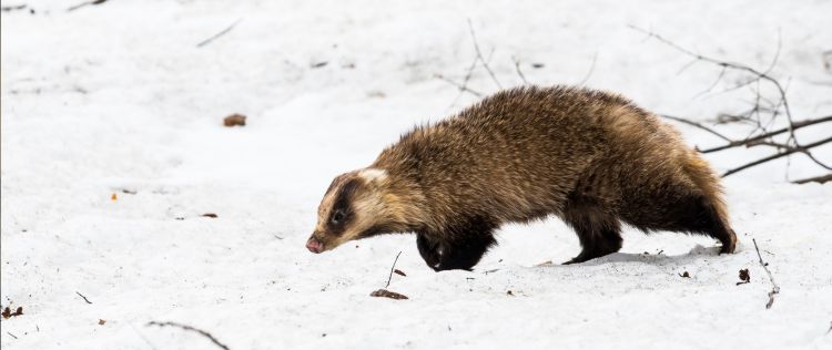 アナグマ駆除で地域に貢献 北九州の住民の安心安全をサポート