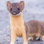 小倉北区で急増中！イタチ被害を防ぐための解決法