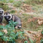 小倉北区でタヌキが出没！駆除業者選びで失敗しないためのポイント