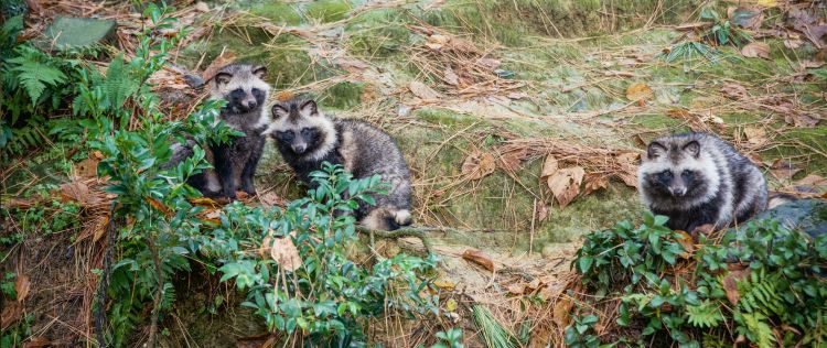 小倉北区でタヌキが出没!駆除業者選びで失敗しないためのポイント