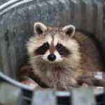 アライグマ被害の防止法と住民への危険性