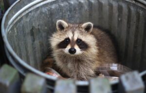 アライグマ被害の防止法と住民への危険性