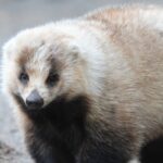 アナグマ駆除の料金を安く抑える方法！賢く業者を選ぶコツ