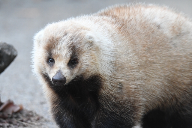 アナグマ駆除の料金を安く抑える方法！賢く業者を選ぶコツ