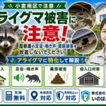 小倉南区のアライグマ被害に注意