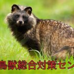 タヌキの危険性：感染症から交通事故まで
