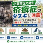 小倉南区で疥癬タヌキを捕獲
