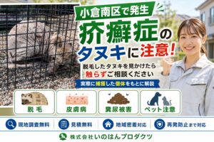 小倉南区で疥癬タヌキを捕獲