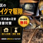 門司区のアライグマ駆除｜屋根裏・天井裏の足音や糞尿被害対策