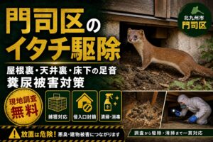 門司区のイタチ駆除｜屋根裏・天井裏・床下の足音や糞尿被害対策