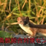 戸畑区の住民必見！イタチ被害の原因と効果的な駆除方法