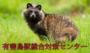 タヌキの生態と危険な実態