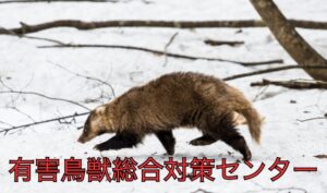 アナグマの危険性と防止策