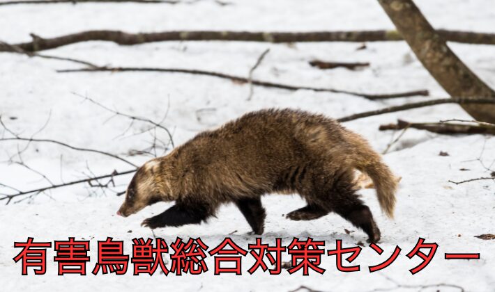 アナグマの危険性と防止策