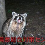 アライグマによる家庭内の被害
