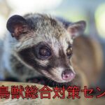 ハクビシンの危険性と対策