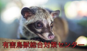 ハクビシンの危険性と対策