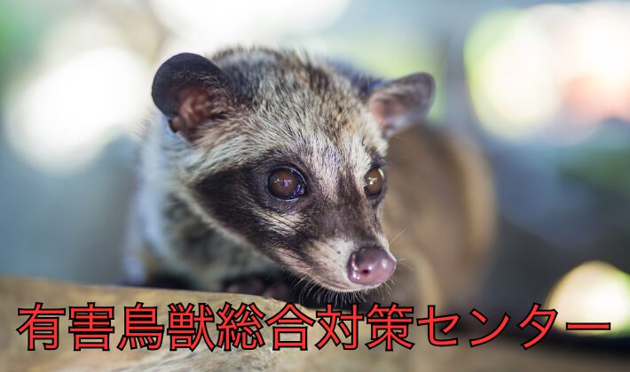 ハクビシンの危険性と対策