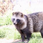 若松区で増えるタヌキ被害、その駆除方法と予防のポイント