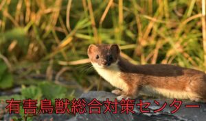 イタチの生態と住民に及ぼす被害とは