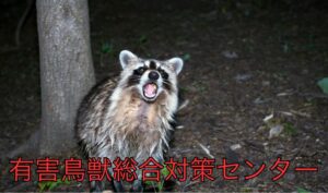 家屋破損も！アライグマ被害の実態と防止法