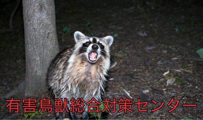家屋破損も！アライグマ被害の実態と防止法