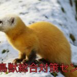 テンの生態と被害の実態、安全対策まとめ