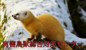 テンの生態と被害の実態、安全対策まとめ