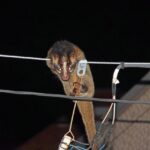ハクビシンが屋根裏に！八幡東区で被害に遭わないための対策と駆除方法