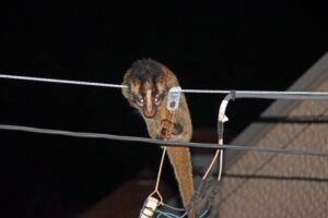 ハクビシンが屋根裏に！八幡東区で被害に遭わないための対策と駆除方法