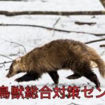 庭や農地に！アナグマの掘り返し被害